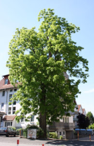 Juglans nigra er den latinske betegnelse for træet Sort valnød